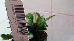 Bucephalandra sp. ´Theia´