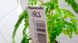 Hygrophila pinnatifida
