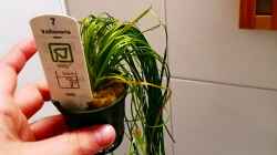 Vallisneria nana
