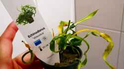 Echinodorus ´Vesuvius´
