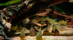 Corydoras sterbai