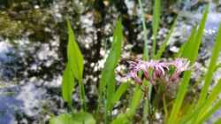 Dekoration im Teich Gartenteich Werneke