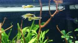 Gelbe Tiger Endler Guppy 