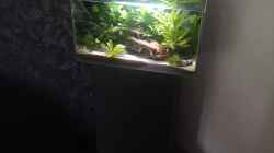 Dekoration im Aquarium Lost Car -  Fluval Edge I