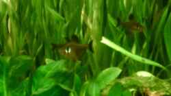 Besatz im Aquarium Becken 4326