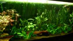 Aquarium Becken 4326