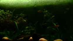 Pflanzen im Aquarium Becken 4326