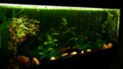 Aquarium Becken 4326