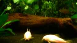 Dekoration im Aquarium Becken 4326