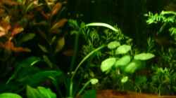 Pflanzen im Aquarium Becken 4326