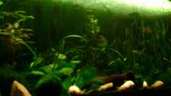 Pflanzen im Aquarium Becken 4326