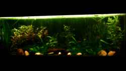 Aquarium Becken 4326