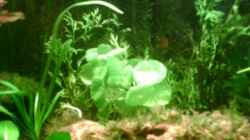 Pflanzen im Aquarium Becken 4326
