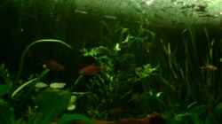 Pflanzen im Aquarium Becken 4326