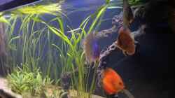 Besatz im Aquarium First Diskus