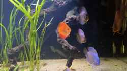 Besatz im Aquarium First Diskus