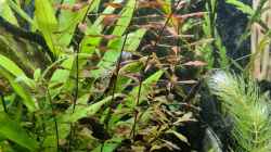 Dekoration im Aquarium Haster Bergpfütze