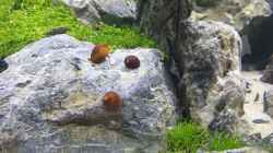 rote Rennschnecken