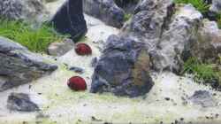 rote Rennschnecken