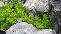 im mittleren Bereich Eleocharis sp. Mini mit Micranthemum tweediei (´Montecarlo-3´)