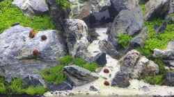 Besatz im Aquarium Another World