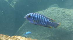 Labeotropheus fuelleborni 