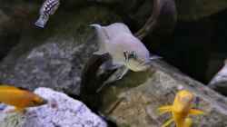 Neolamprologus brichardi