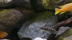 Besatz im Aquarium Vivaline Rocks