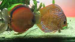 Rechts Bulle , Links seine Dame