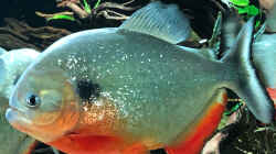 Besatz im Aquarium Piranha-Aquarium