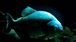 Besatz im Aquarium Piranha-Aquarium