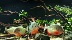 Besatz im Aquarium Piranha-Aquarium