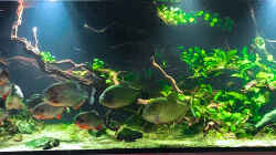 Aquarium Piranha-Aquarium