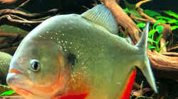 Besatz im Aquarium Piranha-Aquarium