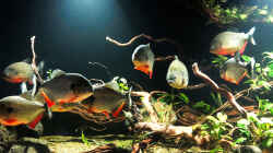 Aquarium Piranha-Aquarium