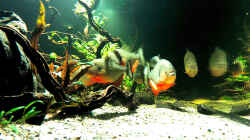 Besatz im Aquarium Piranha-Aquarium