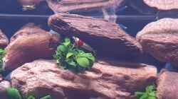 Besatz im Aquarium 1st Scape