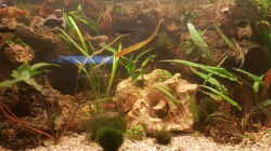 Aquarium LebendgebärendenParadies