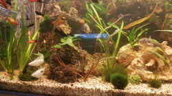 Aquarium LebendgebärendenParadies