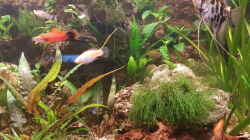 Aquarium LebendgebärendenParadies