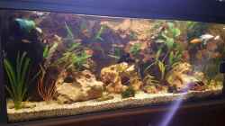Aquarium LebendgebärendenParadies