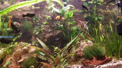 Aquarium LebendgebärendenParadies