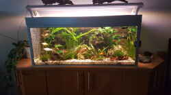 Aquarium LebendgebärendenParadies