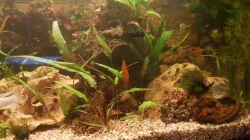 Aquarium LebendgebärendenParadies