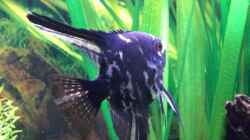 Besatz im Aquarium Becken 4396