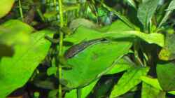 Besatz im Aquarium Becken 4410