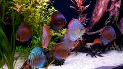 Besatz im Aquarium Diskus Becken