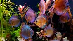 Besatz im Aquarium Diskus Becken