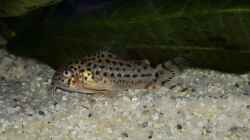 Besatz im Aquarium Diskus Becken