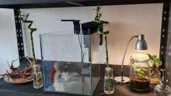 Dennerle 30 l Cube